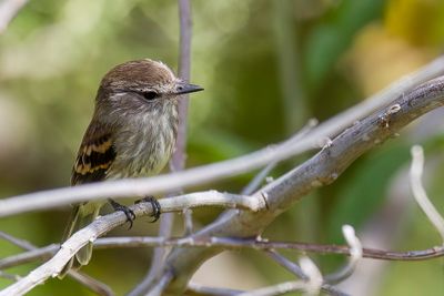 Southern Mouse-colored Tyrannulet - Zuidelijke Wenkbrauwvliegenpikker - Tyranneau souris