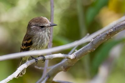 Mouse-colored Tyrannulet - Zuidelijke Wenkbrauwvliegenpikker - Tyranneau souris