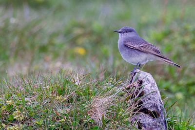 Rufous-webbed Bush Tyrant - Roodvleugelstruiktiran - Ppoaza  ailes rousses