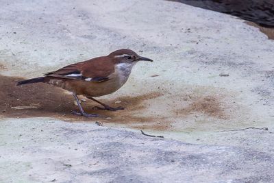 White-winged Cinclodes - Witvleugelwipstaart - Cinclode  ailes blanches