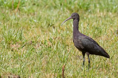 Puna Ibis - Puna-ibis - Ibis de Ridgway