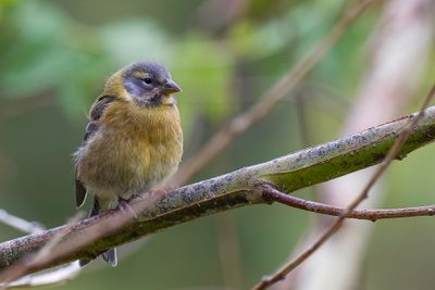 Peruvian Sierra Finch - Puna-sierragors - Phrygile du Prou (j)