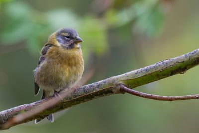 Peruvian Sierra Finch - Puna-sierragors - Phrygile du Prou (j)