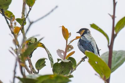 Silver-backed Tanager - Zilvertangare - Calliste argent (m)