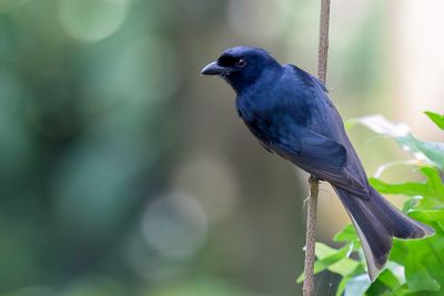 Grande Comore Drongo - Comorendrongo - Drongo de Grande Comore