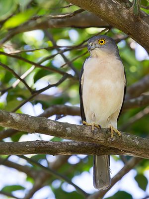 Frances's Sparrowhawk - Madagaskarshikra - pervier de Frances