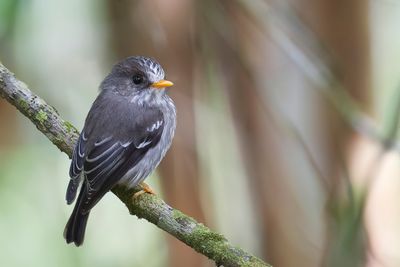 Humblot's Flycatcher - Humblots Vliegenvanger - Gobemouche des Comores