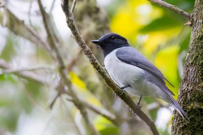 Comoro Cuckooshrike - Comorenrupsvogel - Échenilleur des Comores (m)