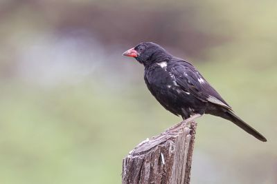 Red-billed Buffalo Weaver - Roodsnavelbuffelwever - Alecto  bec rouge (m)