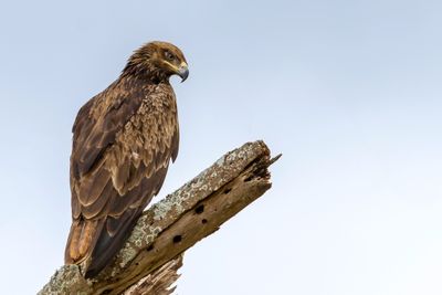 Steppe Eagle - Steppearend - Aigle des steppes