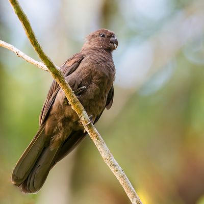 Comoro Black Parrot - Kleine Vasapapegaai - Vaza noir
