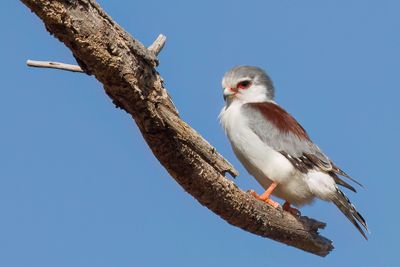 Pygmy Falcon - Afrikaanse Dwergvalk - Fauconnet d'Afrique
