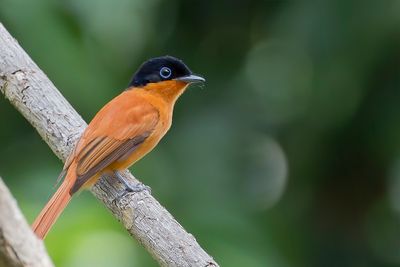Malagasy Paradise Flycatcher - Madagaskarparadijsmonarch - Tchitrec malgache (f)