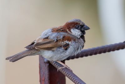House Sparrow - Huismus - Moineau domestique (m)