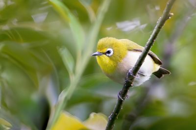Moheli White-eye - Mohelibrilvogel - Zostérops de Mohéli