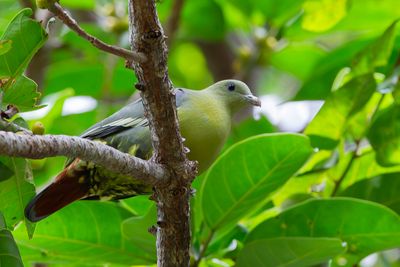 Comoro Green Pigeon - Comorenpapegaaiduif - Colombar des Comores
