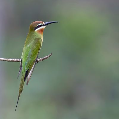 Olive Bee-eater - Madagaskarbijeneter - Guêpier de Madagascar