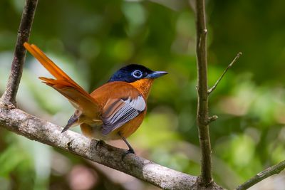 Malagasy Paradise Flycatcher - Madagaskarparadijsmonarch - Tchitrec malgache (m)