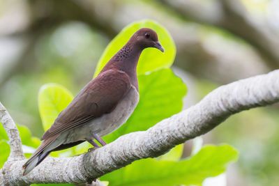 Malagasy Turtle Dove - Madagaskartortel - Pigeon de Madagascar