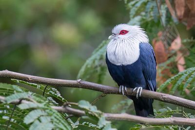 Comoro Blue Pigeon - Comorese Blauwe Duif - Founingo des Comores