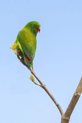 Vernal Hanging Parrot - Indische Vleermuisparkiet - Coryllis vernal