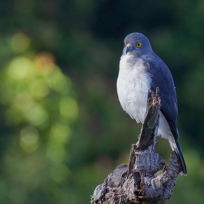 Frances's Sparrowhawk - Madagaskarshikra - pervier de Frances