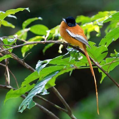 Malagasy Paradise Flycatcher - Madagaskarparadijsmonarch - Tchitrec malgache (m)