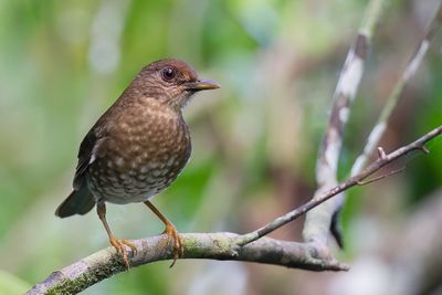 Comoro Thrush - Comorenlijster - Merle des Comores