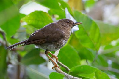Comoro Thrush - Comorenlijster - Merle des Comores