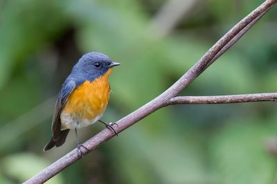 Pygmy Flycatcher - Dwergniltava - Gobemouche pygme