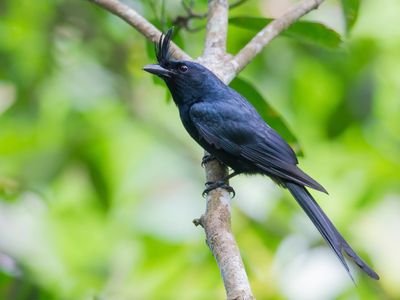 Crested Drongo - Kuifdrongo - Drongo malgache
