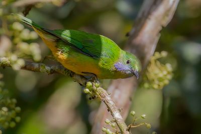 Orange-bellied Leafbird - Oranjebuikbladvogel - Verdin de Hardwicke (f)