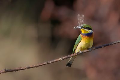 Blue-breasted Bee-eater - Blauwborstbijeneter - Gupier  collier bleu