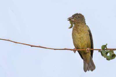 Vieillot's Black Weaver - Fluweelwever - Tisserin noir (f)