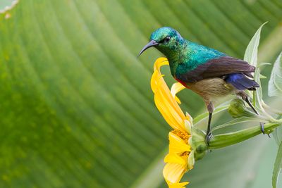 Olive-bellied Sunbird - Olijfbuikhoningzuiger - Souimanga  ventre olive