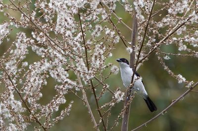 Red-eyed Puffback - Bospoederdonsklauwier - Cubla aux yeux rouges (m)