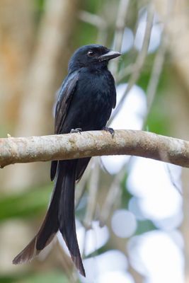 Mayotte Drongo - Mayottedrongo - Drongo de Mayotte