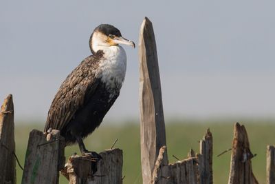 Great Cormorant - Aalscholver - Grand Cormoran