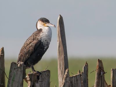 White-breasted Cormorant - Afrikaanse Aalscholver - Cormoran  poitrine blanche