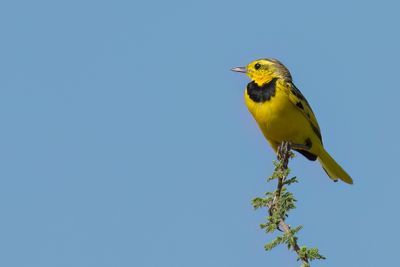Golden Pipit - Gouden Pieper - Pipit dor
