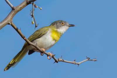 Yellow-breasted Apalis - Geelborstapalis - Apalis  gorge jaune