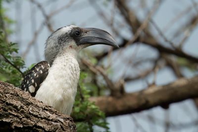Jackson's Hornbill - Jacksons Tok - Calao de Jackson (f)