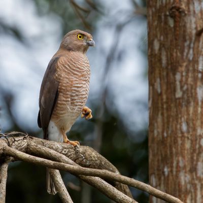 Frances's Sparrowhawk - Madagaskarshikra - Épervier de Frances (m)