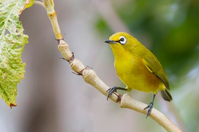 Mayotte White-eye - Mayottebrilvogel - Zostérops de Mayotte