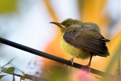 Mayotte Sunbird - Mayottehoningzuiger - Souimanga de Mayotte (j)