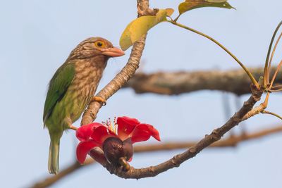 Lineated Barbet - Gestreepte Baardvogel - Barbu rayé