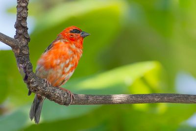 Red Fody - Madagaskarwever- Foudi rouge