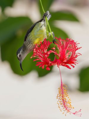 Mayotte Sunbird - Mayottehoningzuiger - Souimanga de Mayotte (f)