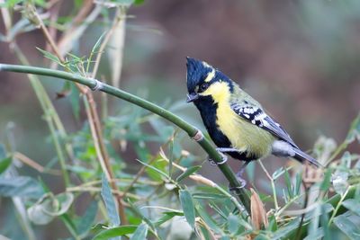 Indian Black-lored Tit - Indiase Kroonmees - Mésange jaune