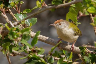 Common Tailorbird - Langstaartsnijdervogel - Couturière à longue queue